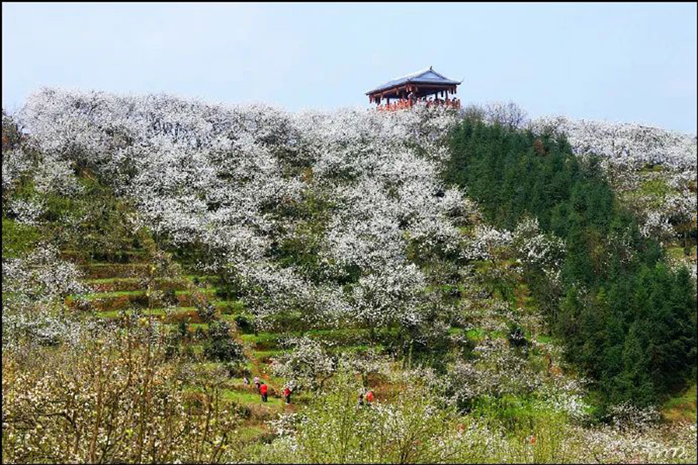 【春天，广西桂林灌阳县向您发出邀请！】我们在灌阳看梨花 - 游山玩水 - 邢台生活社区 - 邢台28生活网 xt.28life.net