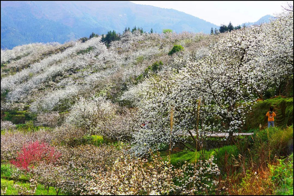 【春天，广西桂林灌阳县向您发出邀请！】我们在灌阳看梨花 - 游山玩水 - 邢台生活社区 - 邢台28生活网 xt.28life.net