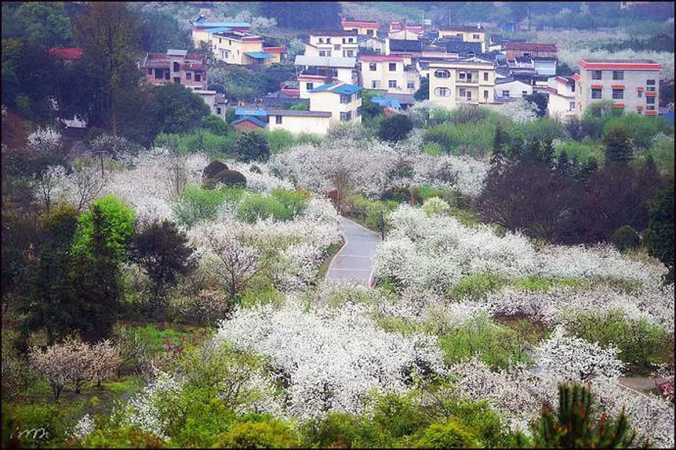 【春天，广西桂林灌阳县向您发出邀请！】我们在灌阳看梨花 - 游山玩水 - 邢台生活社区 - 邢台28生活网 xt.28life.net