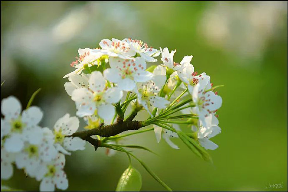 【春天，广西桂林灌阳县向您发出邀请！】我们在灌阳看梨花 - 游山玩水 - 邢台生活社区 - 邢台28生活网 xt.28life.net