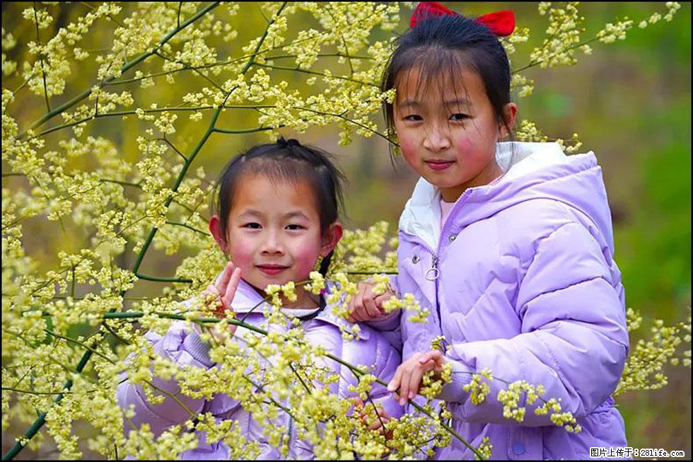 【春天，广西桂林灌阳县向您发出邀请！】米珠山前有片山苍子花在飘香 - 游山玩水 - 邢台生活社区 - 邢台28生活网 xt.28life.net