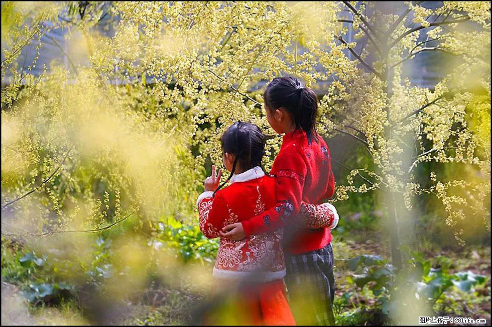 【春天，广西桂林灌阳县向您发出邀请！】米珠山前有片山苍子花在飘香 - 游山玩水 - 邢台生活社区 - 邢台28生活网 xt.28life.net
