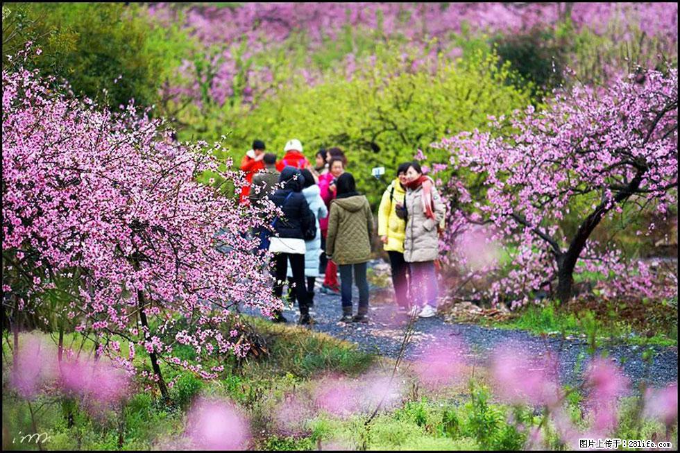 【春天，广西桂林灌阳县向您发出邀请！】官庄村有个醉美的桃花园 - 游山玩水 - 邢台生活社区 - 邢台28生活网 xt.28life.net