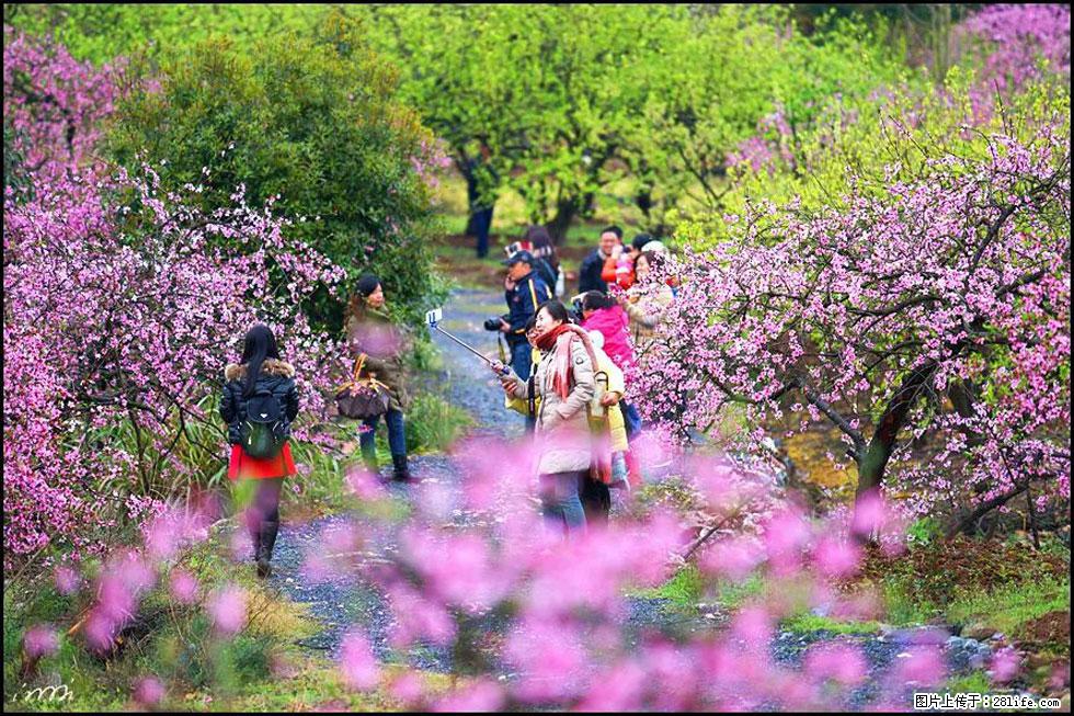【春天，广西桂林灌阳县向您发出邀请！】官庄村有个醉美的桃花园 - 游山玩水 - 邢台生活社区 - 邢台28生活网 xt.28life.net