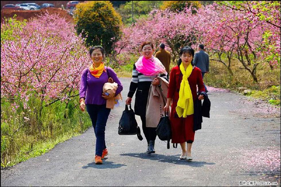 【春天，广西桂林灌阳县向您发出邀请！】官庄村有个醉美的桃花园 - 游山玩水 - 邢台生活社区 - 邢台28生活网 xt.28life.net