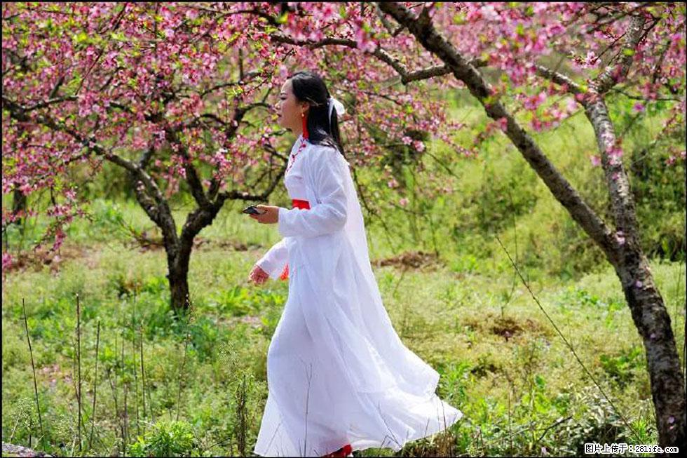 【春天，广西桂林灌阳县向您发出邀请！】官庄村有个醉美的桃花园 - 游山玩水 - 邢台生活社区 - 邢台28生活网 xt.28life.net