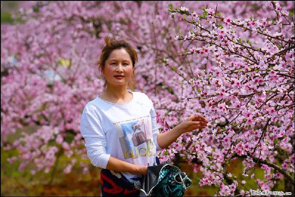 【春天，广西桂林灌阳县向您发出邀请！】官庄村有个醉美的桃花园 - 游山玩水 - 邢台生活社区 - 邢台28生活网 xt.28life.net