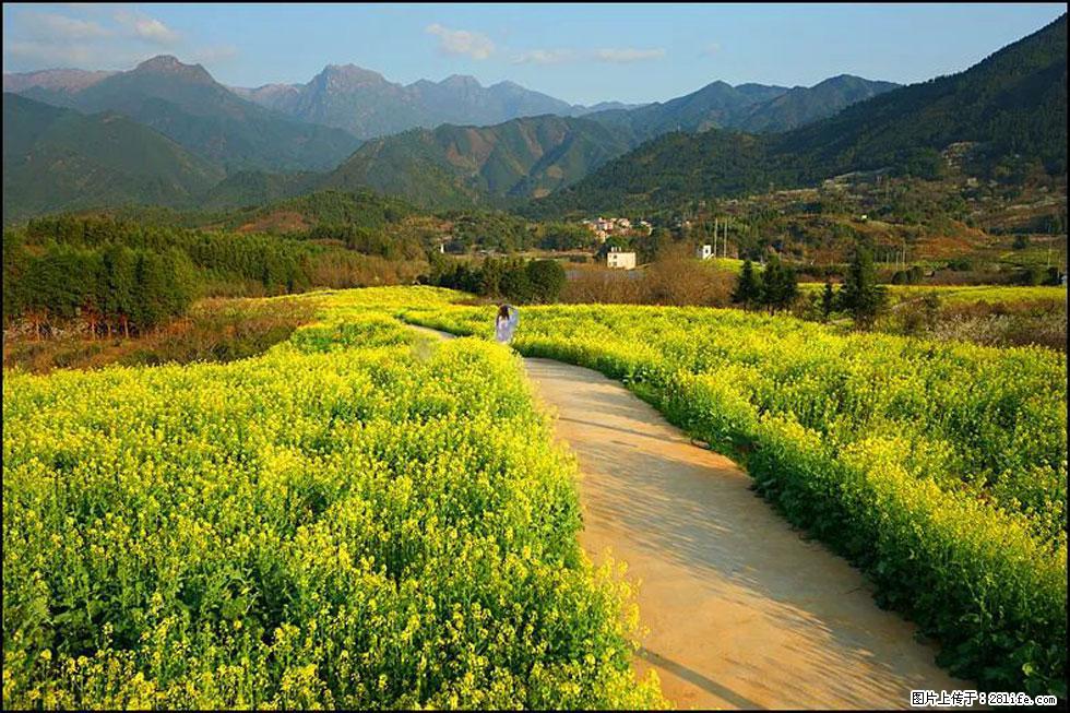 【春天，广西桂林灌阳县向您发出邀请！】长坪村油菜盛情花开 - 游山玩水 - 邢台生活社区 - 邢台28生活网 xt.28life.net