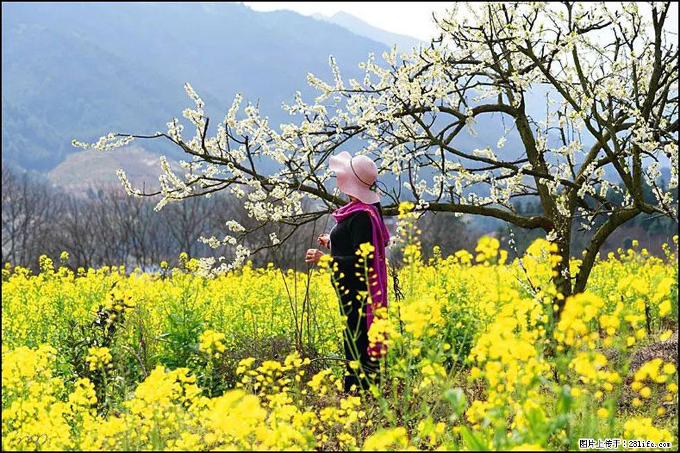 【春天，广西桂林灌阳县向您发出邀请！】长坪村油菜盛情花开 - 游山玩水 - 邢台生活社区 - 邢台28生活网 xt.28life.net