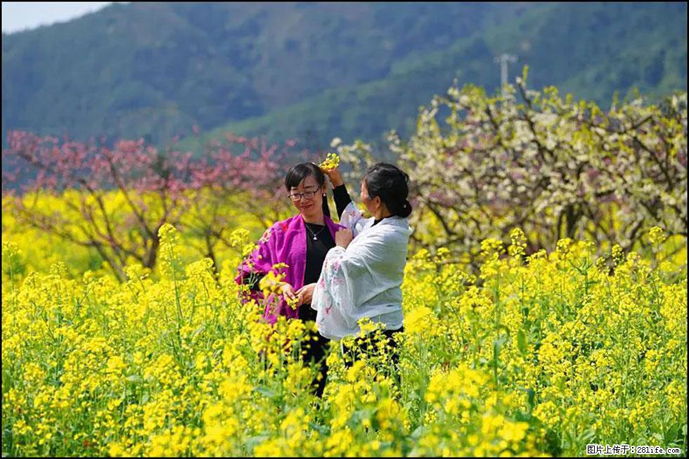 【春天，广西桂林灌阳县向您发出邀请！】长坪村油菜盛情花开 - 游山玩水 - 邢台生活社区 - 邢台28生活网 xt.28life.net