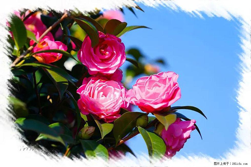 【春天，广西桂林灌阳县向您发出邀请！】杨柳井茶花惹人爱 - 游山玩水 - 邢台生活社区 - 邢台28生活网 xt.28life.net