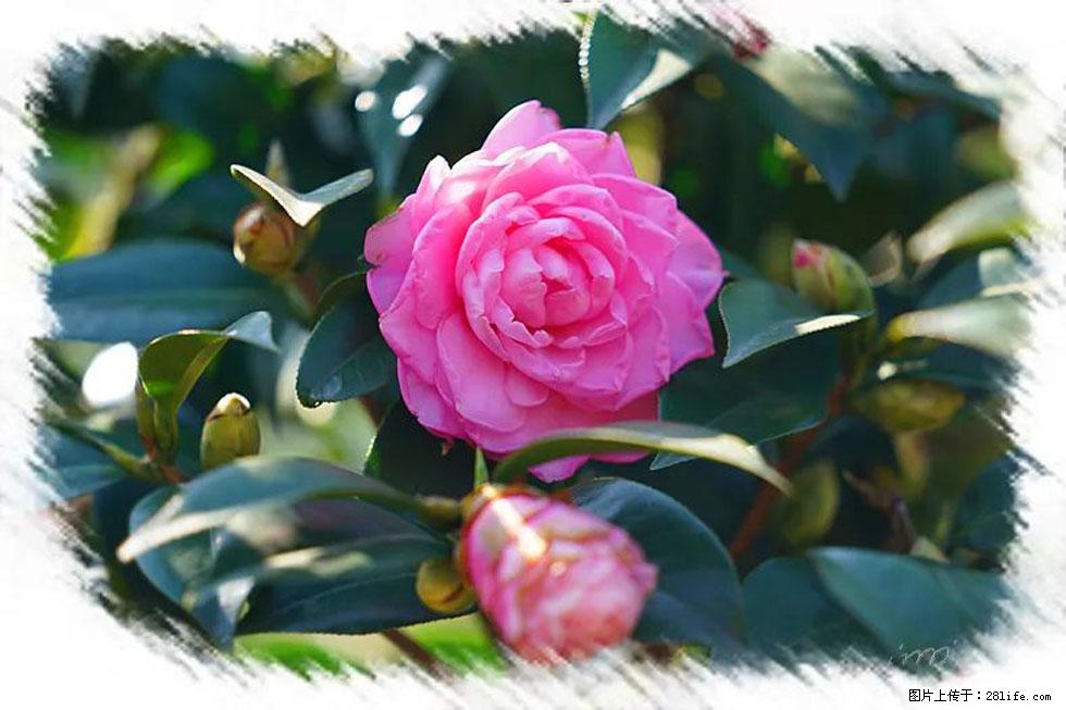 【春天，广西桂林灌阳县向您发出邀请！】杨柳井茶花惹人爱 - 游山玩水 - 邢台生活社区 - 邢台28生活网 xt.28life.net