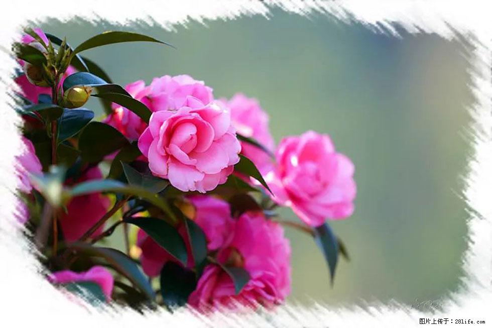 【春天，广西桂林灌阳县向您发出邀请！】杨柳井茶花惹人爱 - 游山玩水 - 邢台生活社区 - 邢台28生活网 xt.28life.net