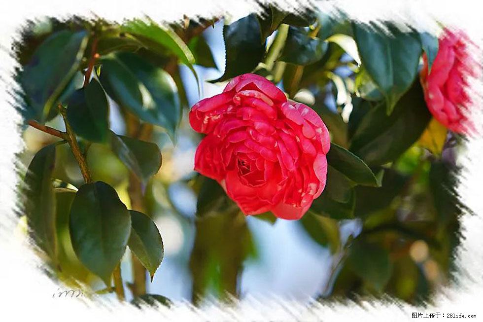 【春天，广西桂林灌阳县向您发出邀请！】杨柳井茶花惹人爱 - 游山玩水 - 邢台生活社区 - 邢台28生活网 xt.28life.net