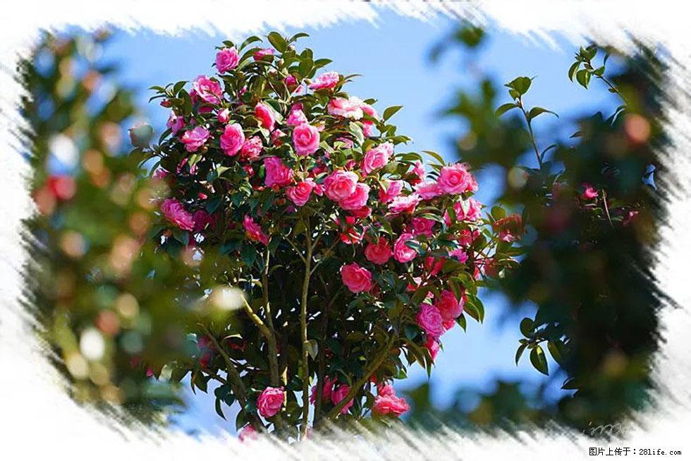 【春天，广西桂林灌阳县向您发出邀请！】杨柳井茶花惹人爱 - 游山玩水 - 邢台生活社区 - 邢台28生活网 xt.28life.net