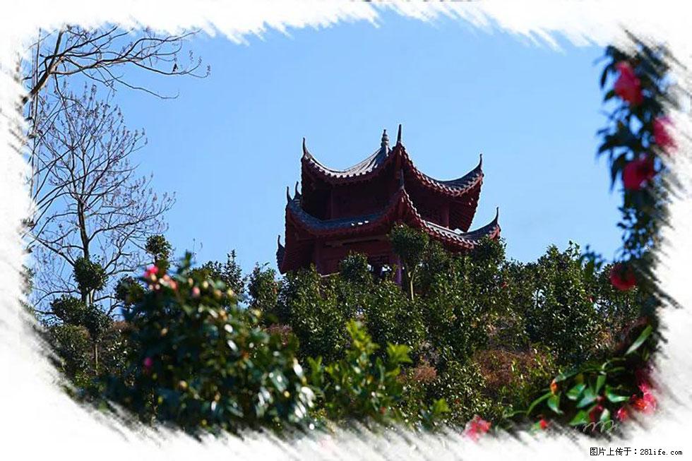 【春天，广西桂林灌阳县向您发出邀请！】杨柳井茶花惹人爱 - 游山玩水 - 邢台生活社区 - 邢台28生活网 xt.28life.net