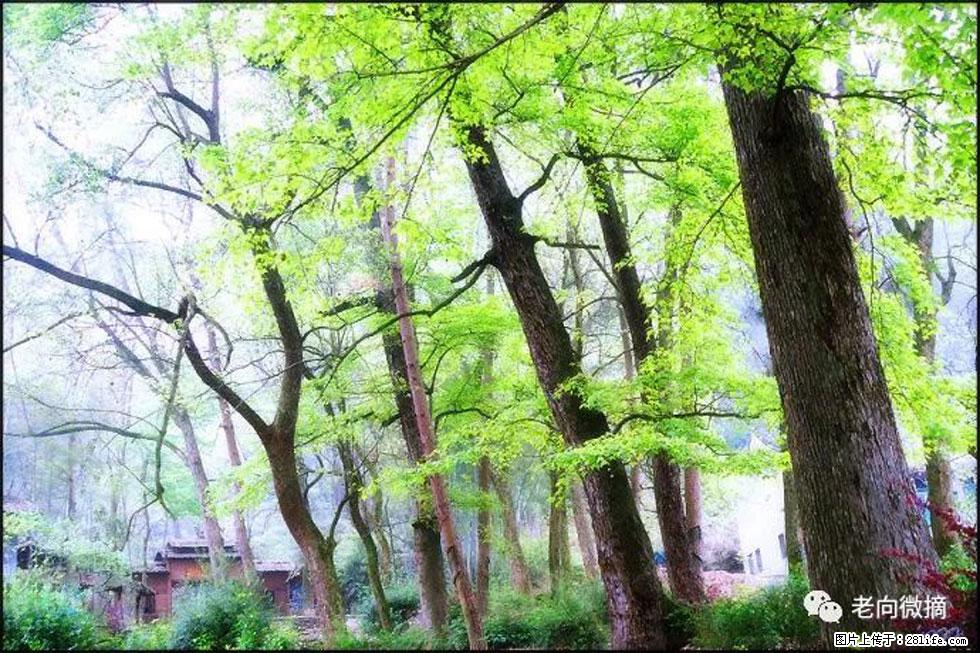 【春天，广西桂林灌阳县向您发出邀请！】在小龙村与春天约会 - 游山玩水 - 邢台生活社区 - 邢台28生活网 xt.28life.net