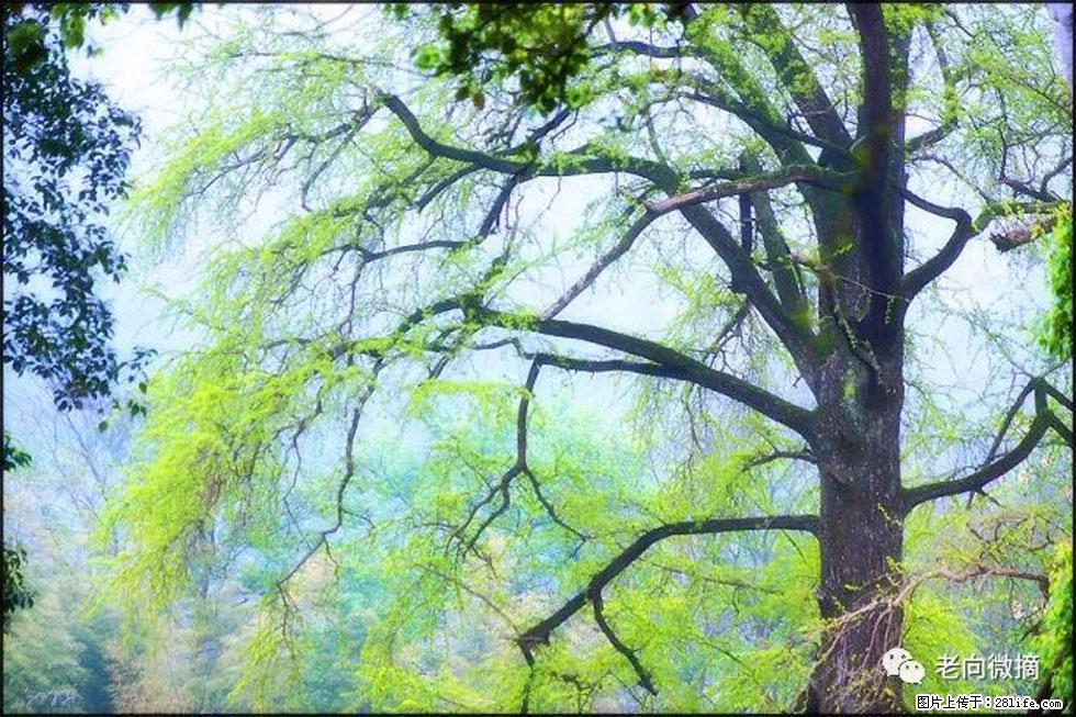 【春天，广西桂林灌阳县向您发出邀请！】在小龙村与春天约会 - 游山玩水 - 邢台生活社区 - 邢台28生活网 xt.28life.net
