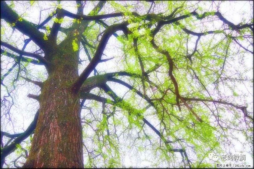 【春天，广西桂林灌阳县向您发出邀请！】在小龙村与春天约会 - 游山玩水 - 邢台生活社区 - 邢台28生活网 xt.28life.net