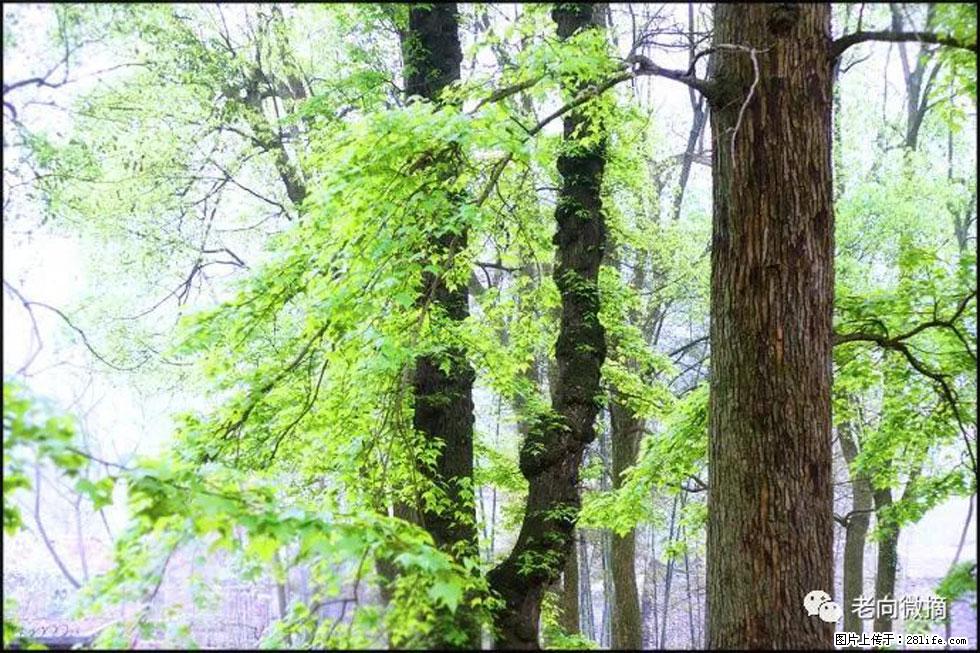 【春天，广西桂林灌阳县向您发出邀请！】在小龙村与春天约会 - 游山玩水 - 邢台生活社区 - 邢台28生活网 xt.28life.net