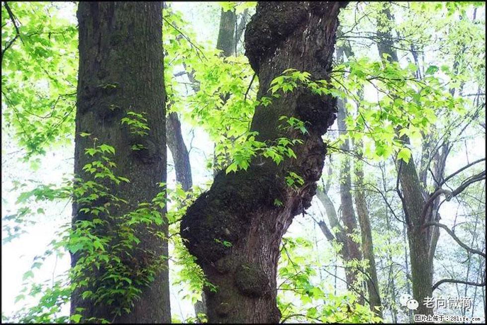 【春天，广西桂林灌阳县向您发出邀请！】在小龙村与春天约会 - 游山玩水 - 邢台生活社区 - 邢台28生活网 xt.28life.net