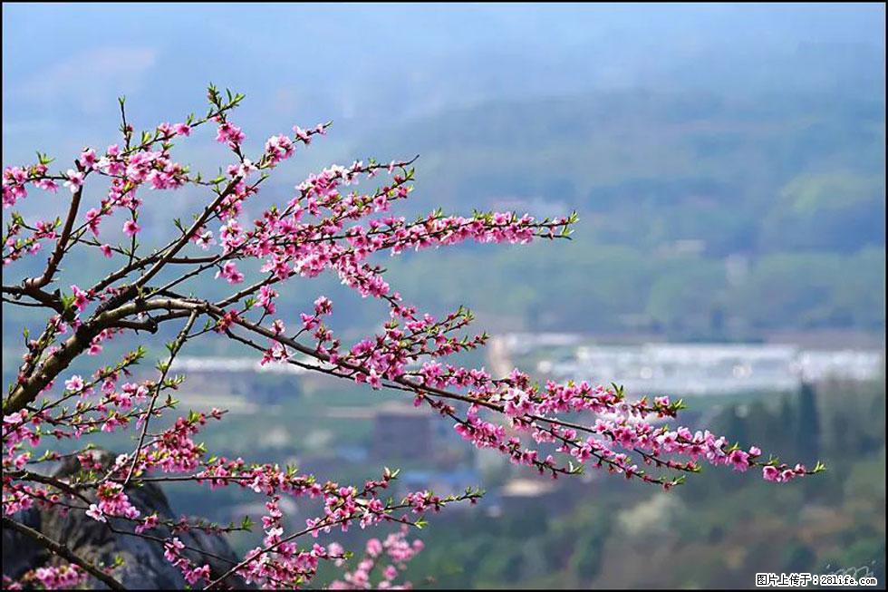 【春天，广西桂林灌阳县向您发出邀请！】望月岭上桃花开 - 游山玩水 - 邢台生活社区 - 邢台28生活网 xt.28life.net