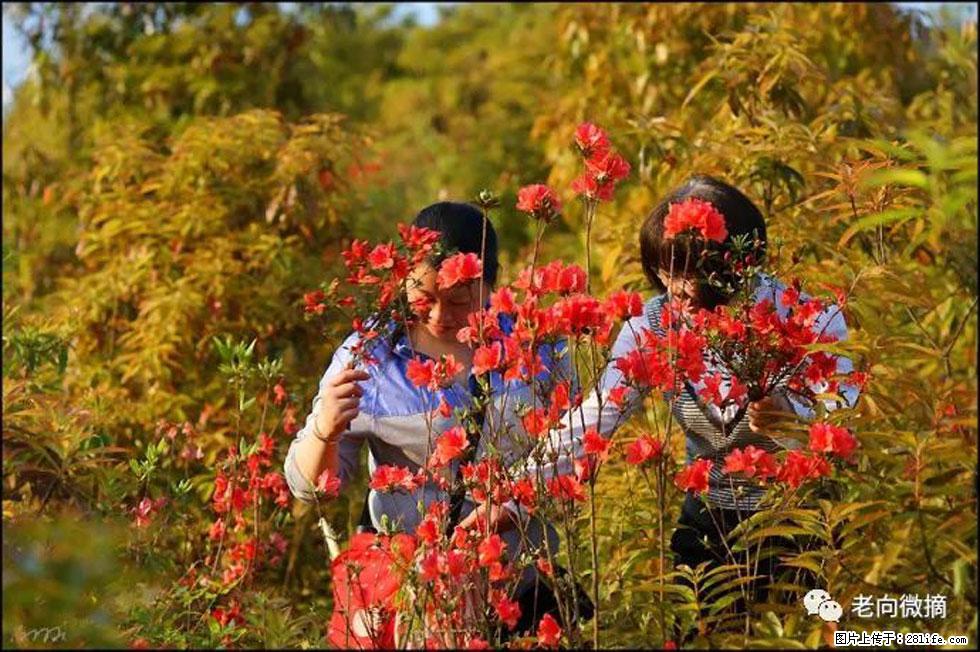 【春天，广西桂林灌阳县向您发出邀请！】登麒麟山，相约映山红 - 游山玩水 - 邢台生活社区 - 邢台28生活网 xt.28life.net