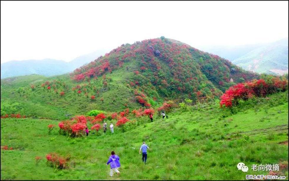 【春天，广西桂林灌阳县向您发出邀请！】宝盖山上映山红 - 游山玩水 - 邢台生活社区 - 邢台28生活网 xt.28life.net