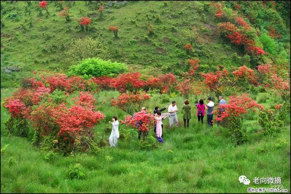 【春天，广西桂林灌阳县向您发出邀请！】宝盖山上映山红 - 游山玩水 - 邢台生活社区 - 邢台28生活网 xt.28life.net