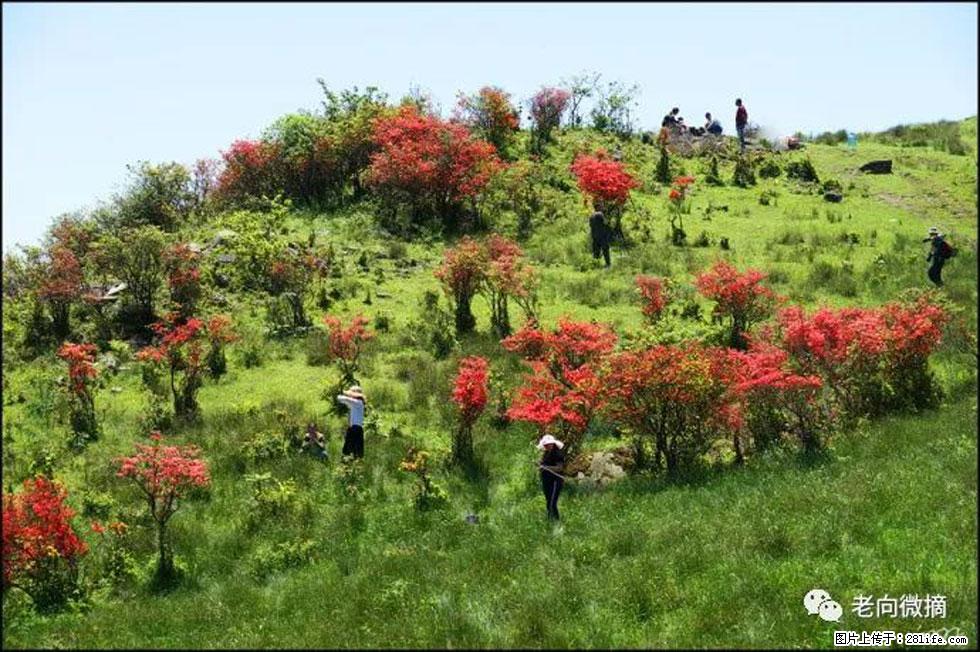 【春天，广西桂林灌阳县向您发出邀请！】宝盖山上映山红 - 游山玩水 - 邢台生活社区 - 邢台28生活网 xt.28life.net