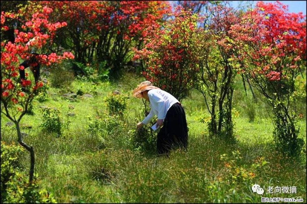 【春天，广西桂林灌阳县向您发出邀请！】宝盖山上映山红 - 游山玩水 - 邢台生活社区 - 邢台28生活网 xt.28life.net
