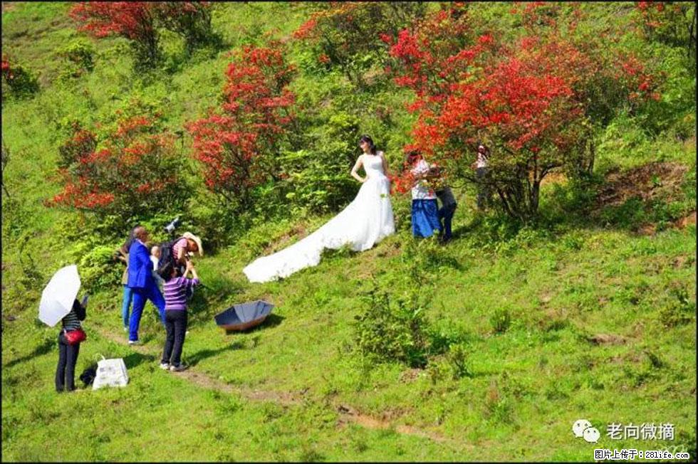 【春天，广西桂林灌阳县向您发出邀请！】宝盖山上映山红 - 游山玩水 - 邢台生活社区 - 邢台28生活网 xt.28life.net