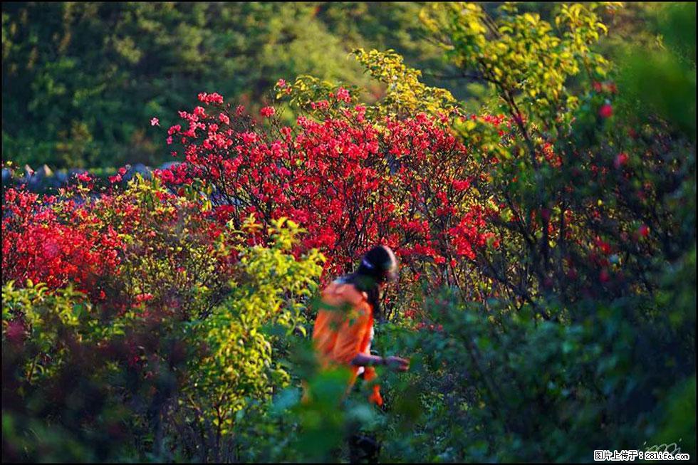 【春天，广西桂林灌阳县向您发出邀请！】春木界上映山红 - 游山玩水 - 邢台生活社区 - 邢台28生活网 xt.28life.net