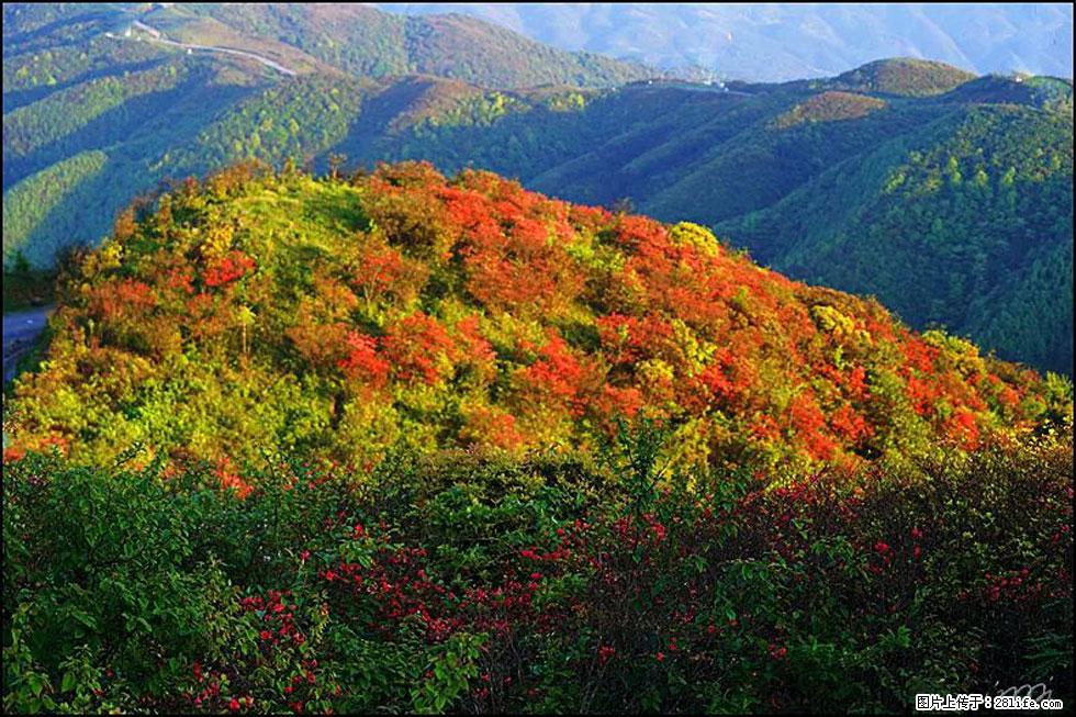 【春天，广西桂林灌阳县向您发出邀请！】春木界上映山红 - 游山玩水 - 邢台生活社区 - 邢台28生活网 xt.28life.net