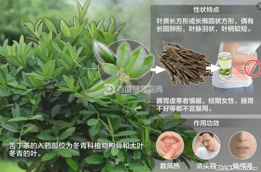 苦丁茶有哪些功效和作用 - 生活百科 - 邢台生活社区 - 邢台28生活网 xt.28life.net