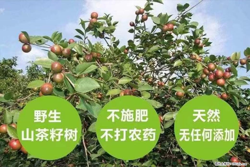 【灌阳县油茶产业示范区】一个有着充实的精神生活的人，对待身外之物自会有一种淡泊的态度 - 美食天地 - 邢台生活社区 - 邢台28生活网 xt.28life.net