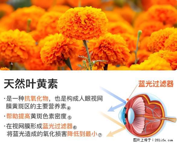 叶黄素有什么功效和作用 - 生活百科 - 邢台生活社区 - 邢台28生活网 xt.28life.net