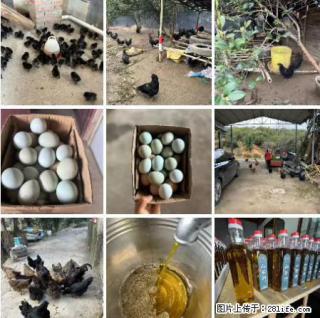 油茶园从小鸡仔开始养起的纯土鸡、土鸡蛋可以预定啦！还有前几天刚榨的纯山茶油哦 - 邢台28生活网 xt.28life.net