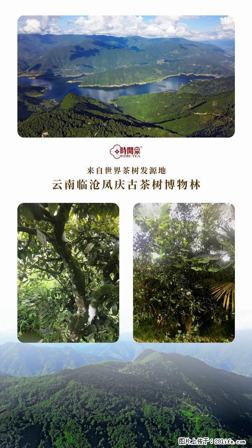时间果百年古树2025年春红茶 - 购物交流 - 邢台生活社区 - 邢台28生活网 xt.28life.net