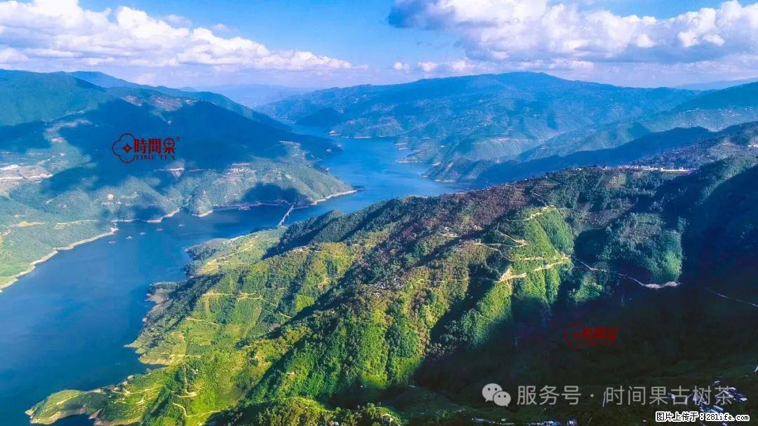 时间果百年古树龙珠普洱生茶 - 购物交流 - 邢台生活社区 - 邢台28生活网 xt.28life.net