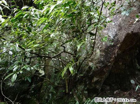 平乐石崖茶，珍贵仅次于金花茶 - 邢台生活资讯 - 邢台28生活网 xt.28life.net