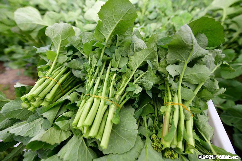这些蔬菜是“天然钙片”,这6种被医生重点推荐 - 邢台生活资讯 - 邢台28生活网 xt.28life.net